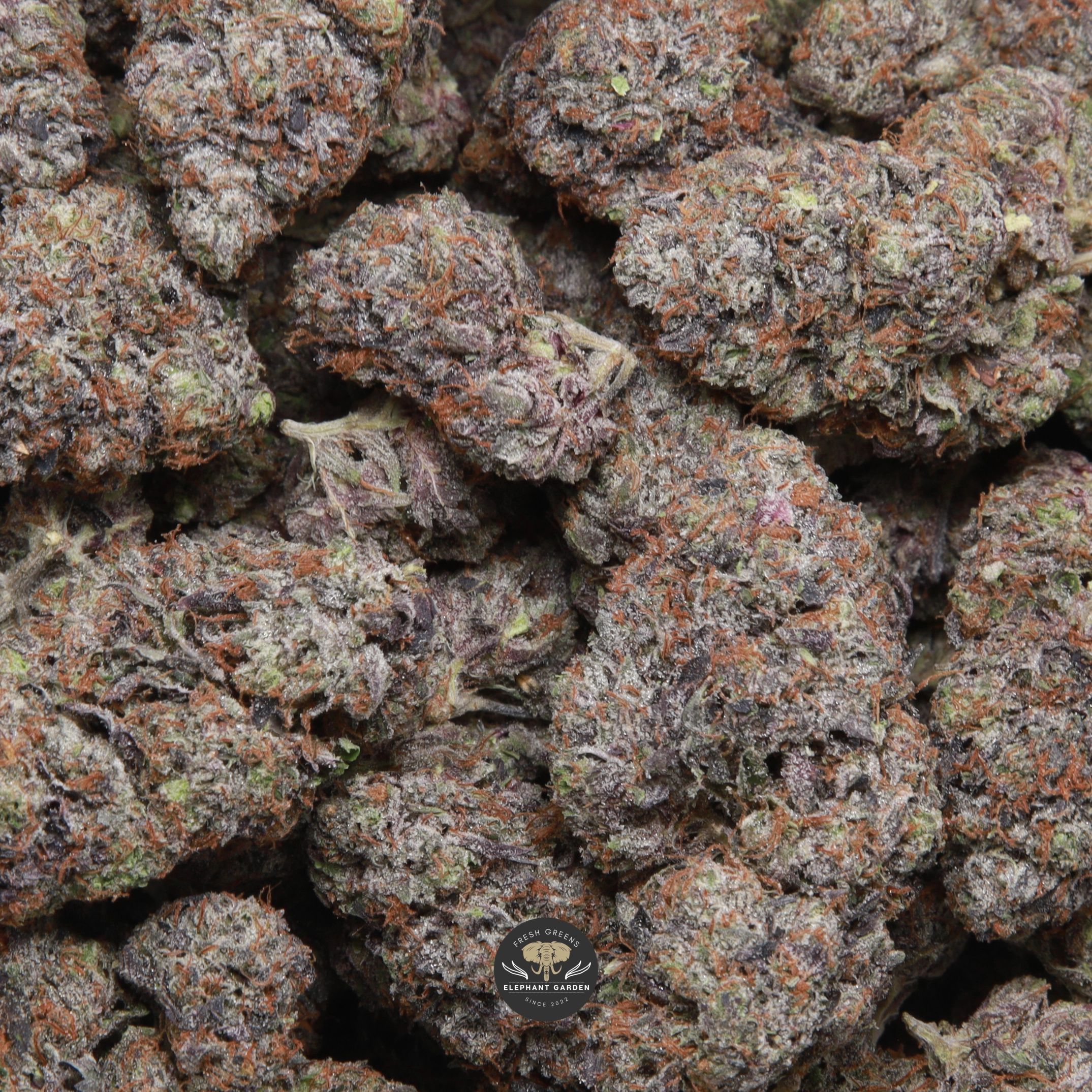 Death Ultra indica flower, gallery image 1 of the buds