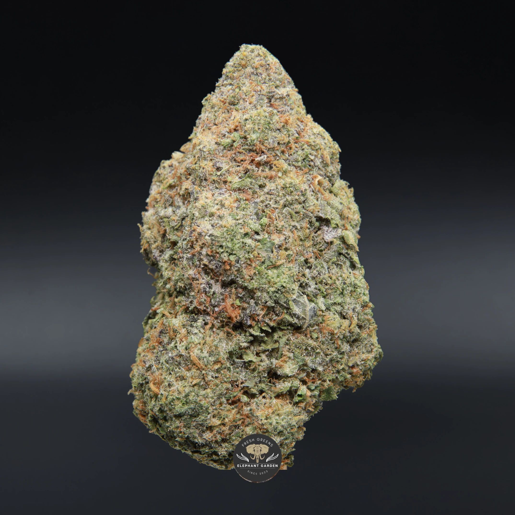 Honey Bananas hybrid flower, close-up product photo