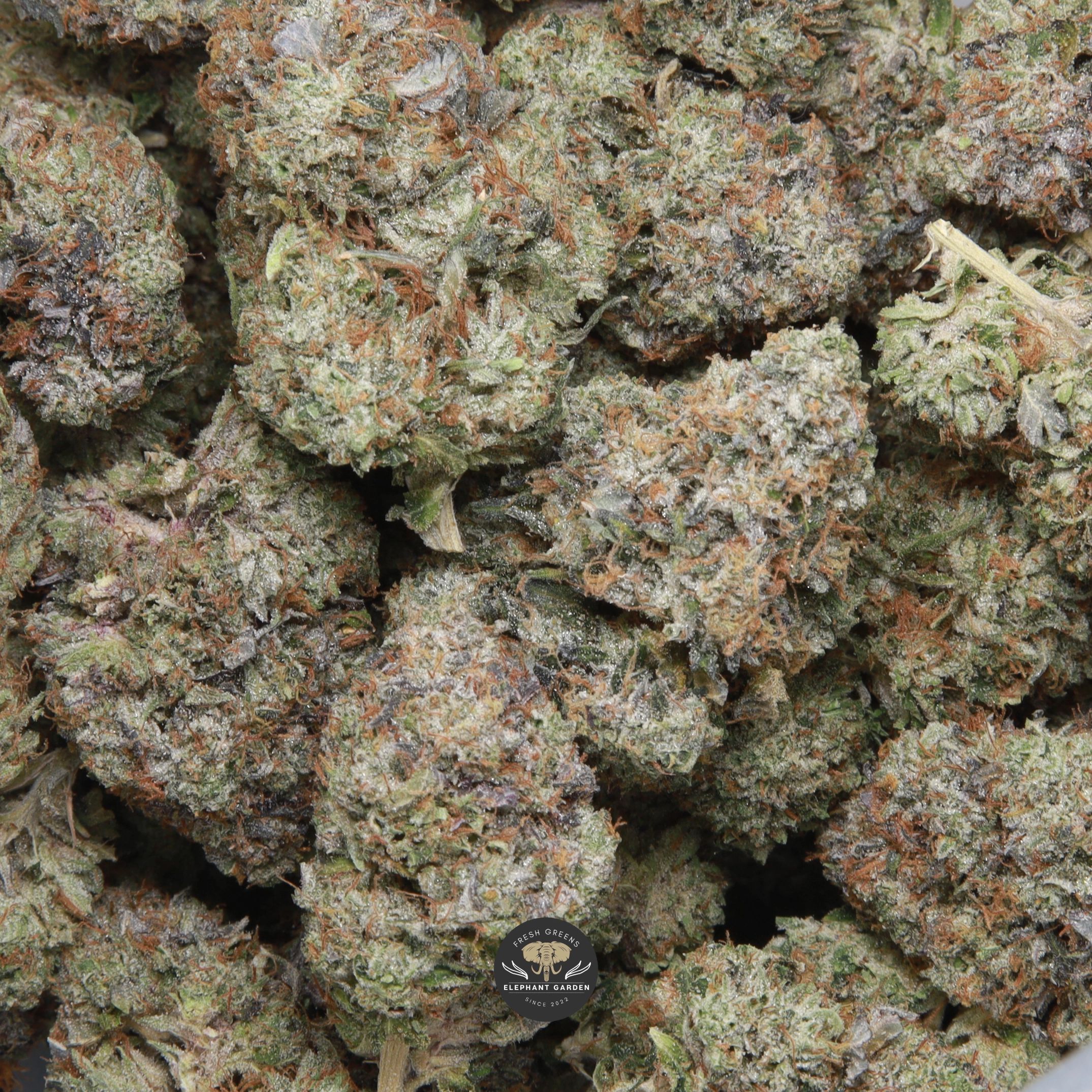Island Pink Kush indica flower, close-up of the buds