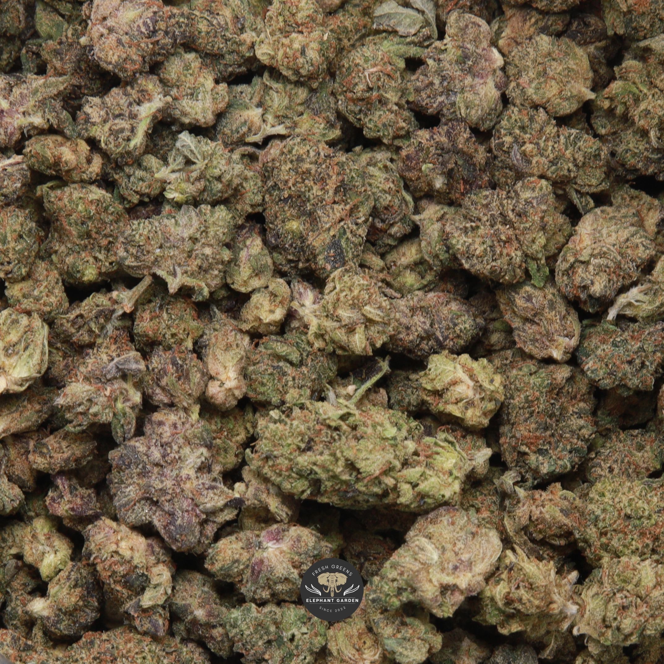 King Bubba Popcorn indica popcorn flower, small buds close-up product photo
