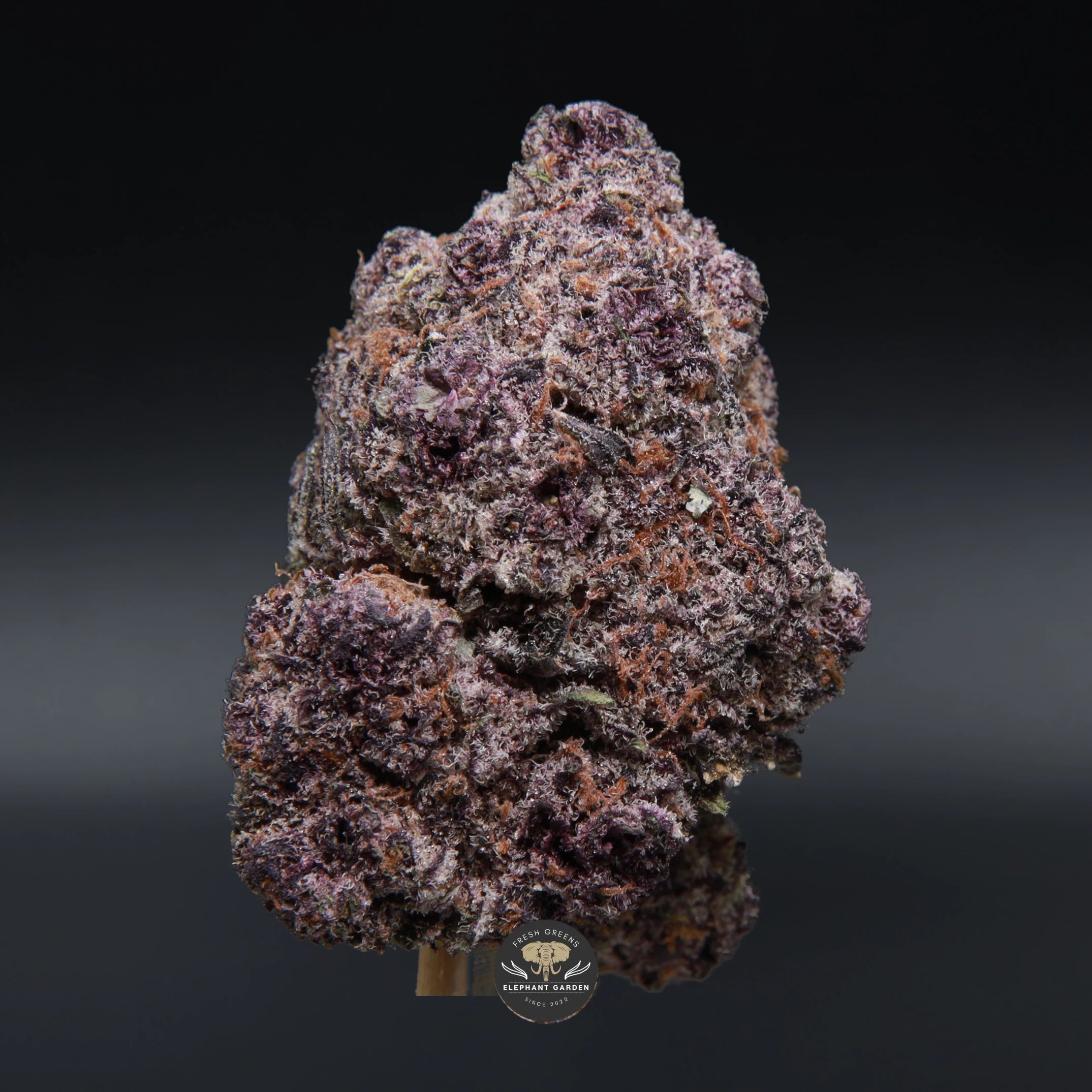 Mandarin Sunset hybrid flower: close-up product photo