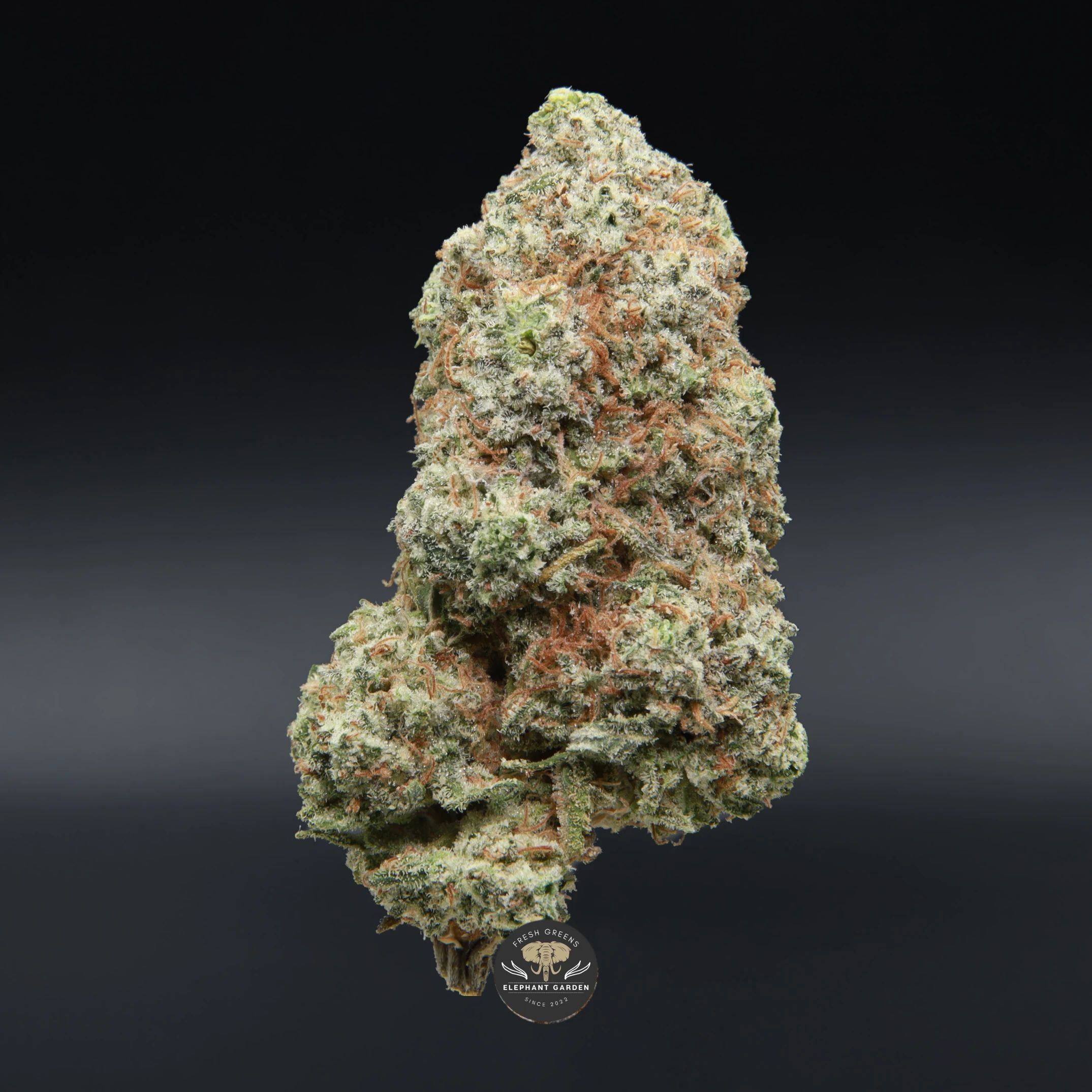 Mango Dream sativa flower: close-up product photo of the bud