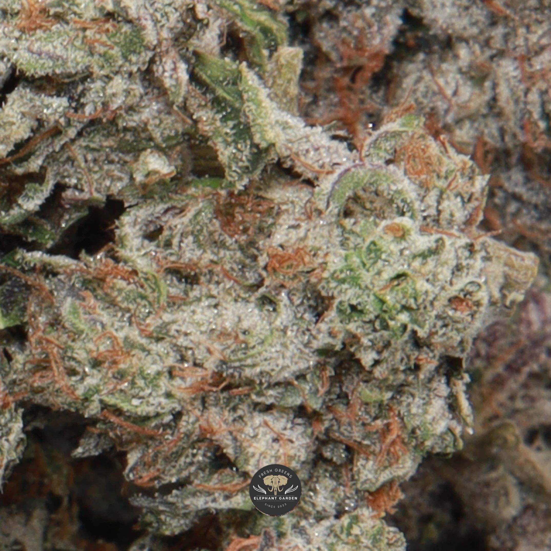 Pinkman Goo indica flower, resinous pink-tinged buds up close