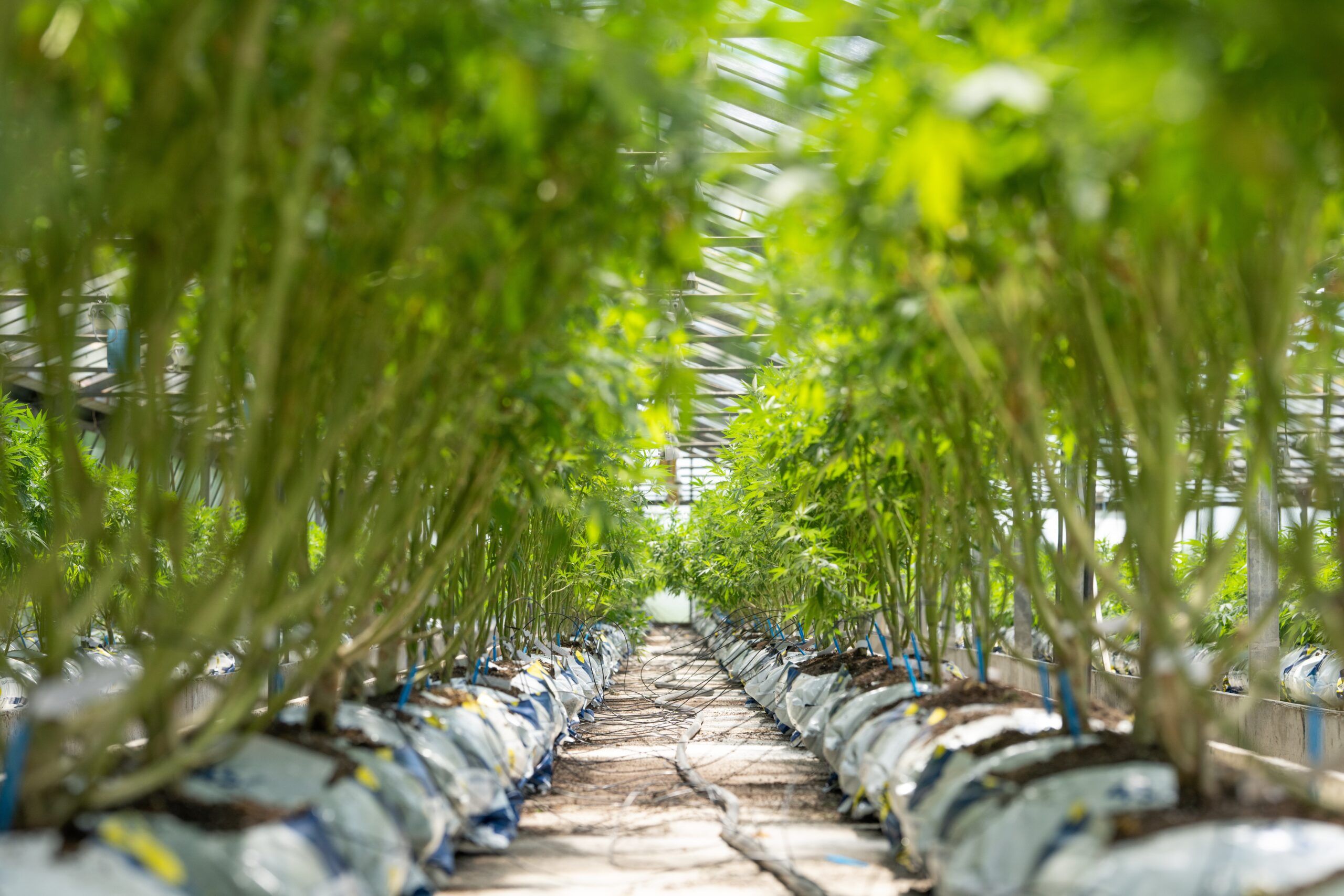 The Legal Landscape of Cannabis Around the World at Elephant Garden Co Weed Dispensary