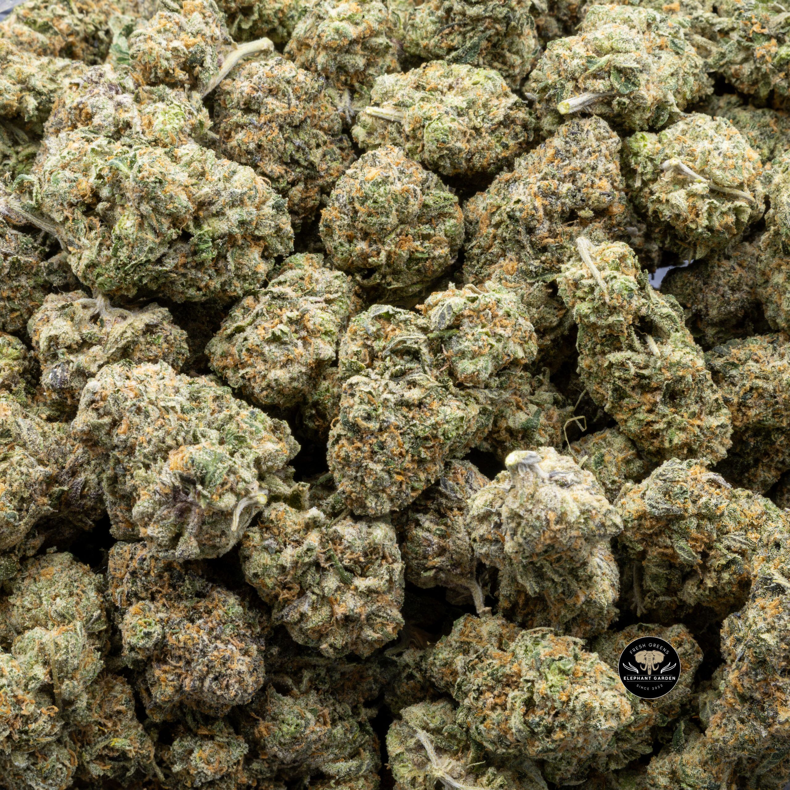 Buy Berry Gelato (Bulk) at Elephant Garden Co Weed Dispensary Bulk 7.21.2023
