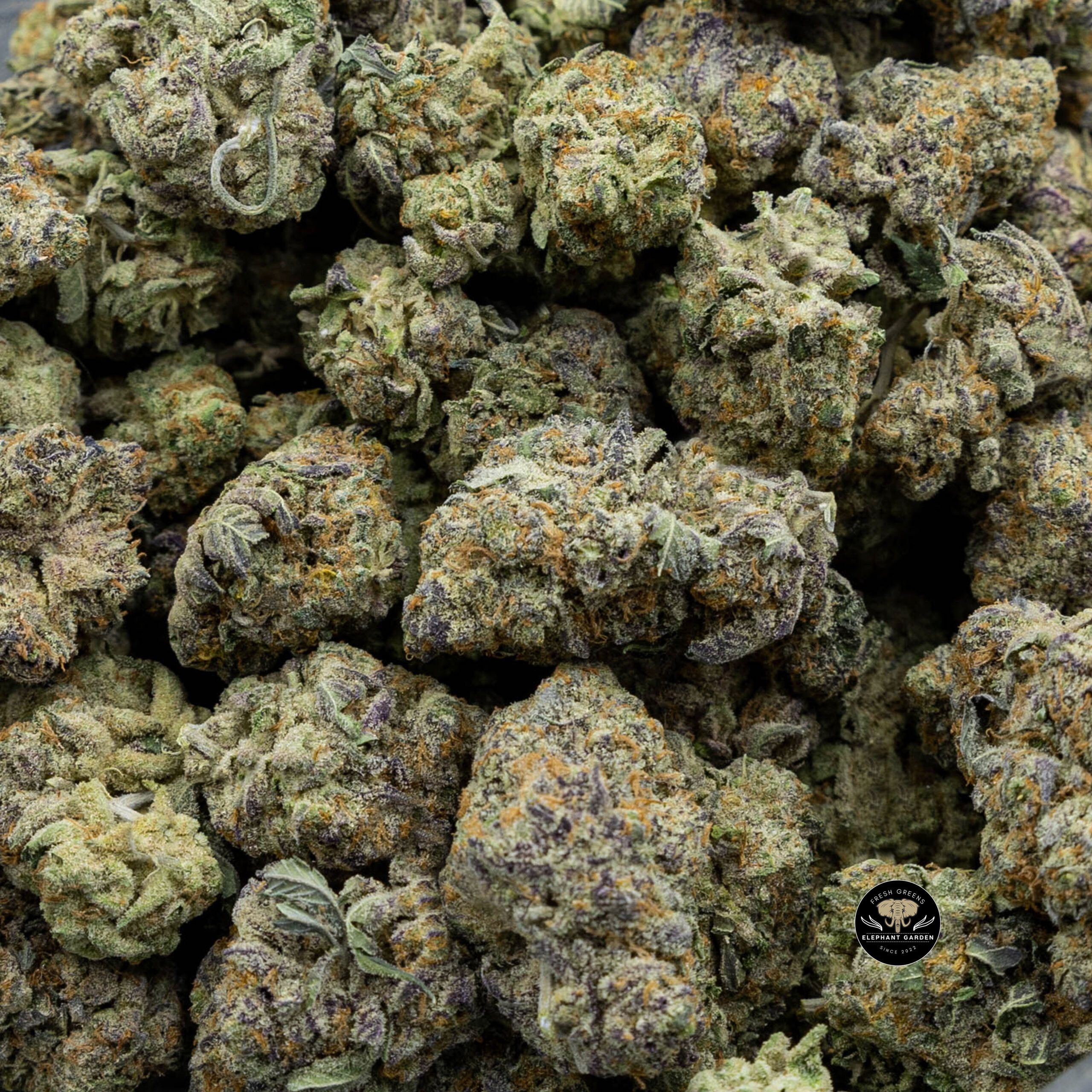 Gelato Cakes (Bulk) - Hybrid - AAA