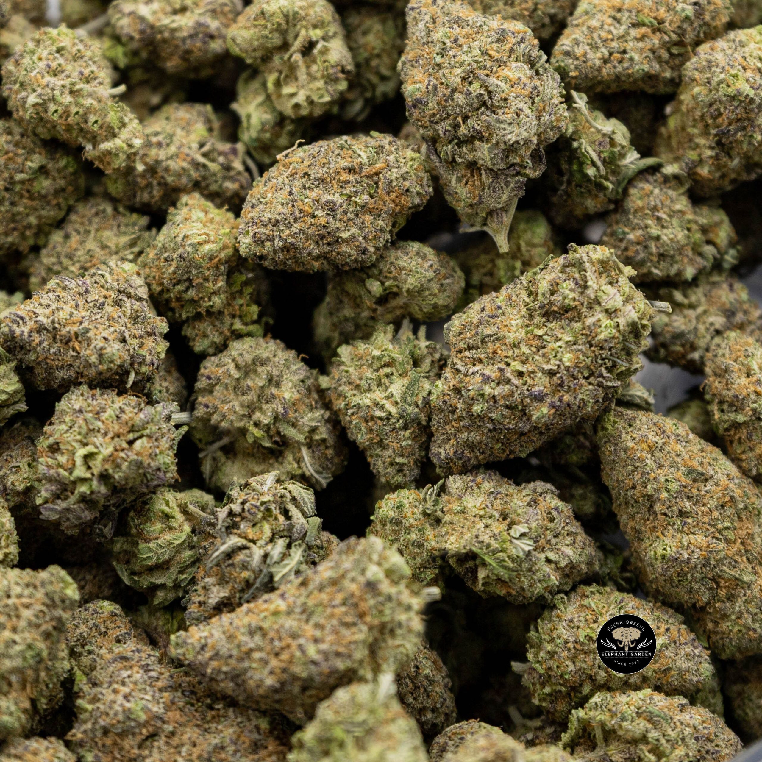 Northern Lights - Indica - AAA+ - Image 4