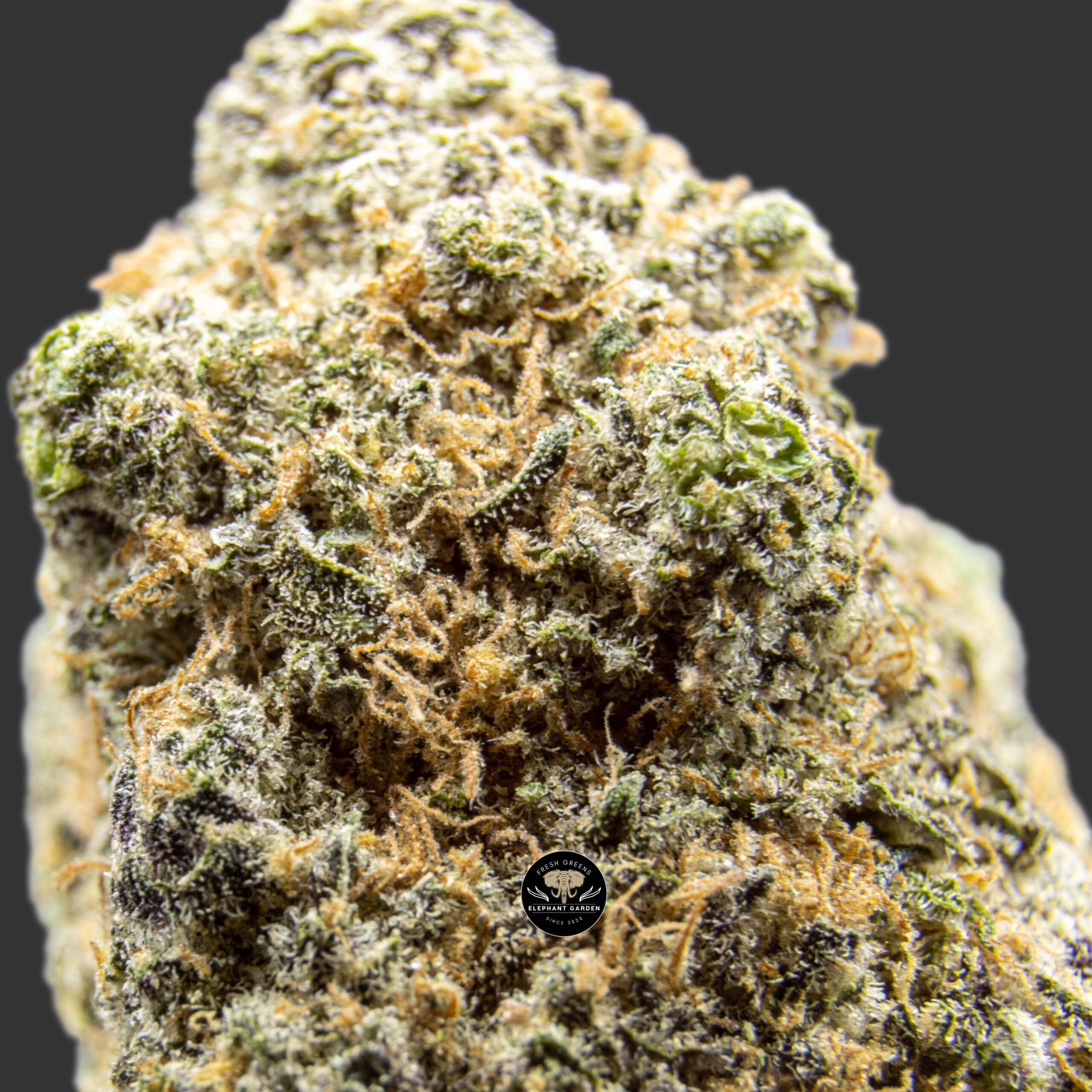 Northern Lights - Indica - AAA+ - Image 3