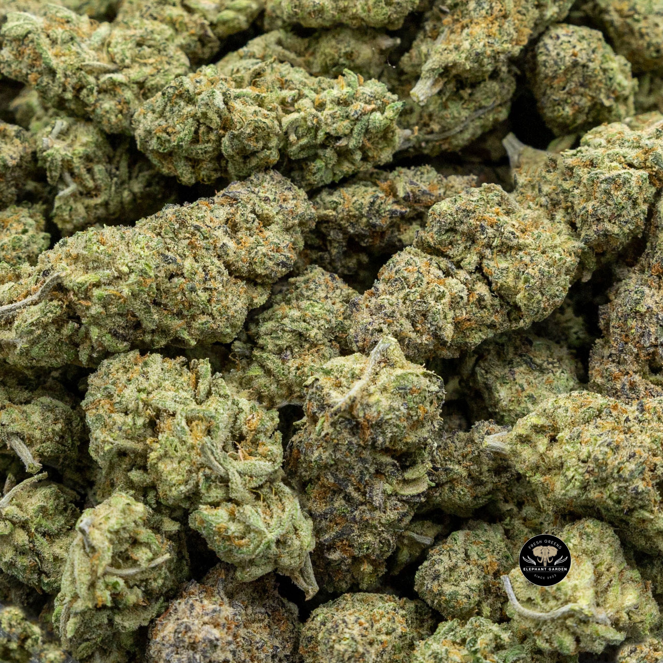 White Zombie (Bulk) - Hybrid - AAA+