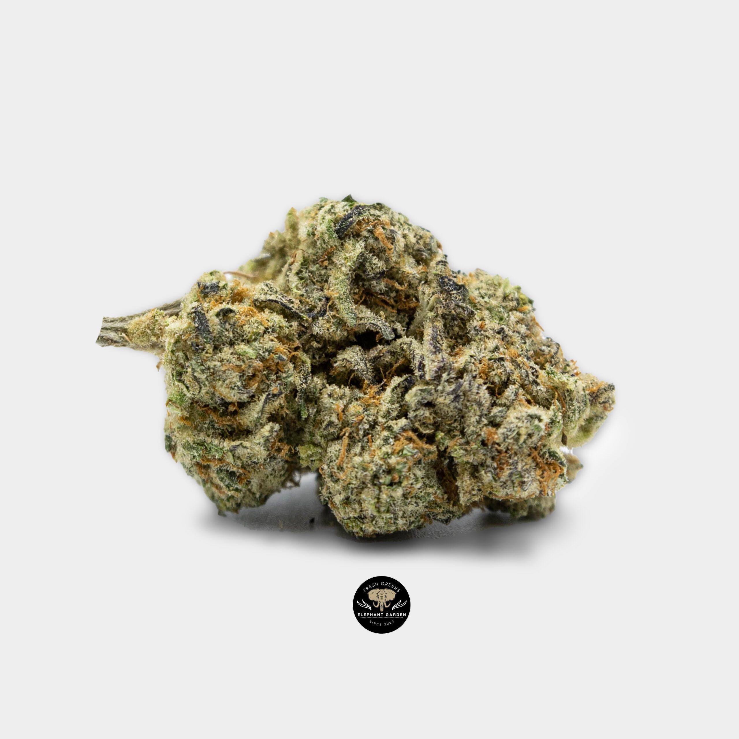 White Zombie - Hybrid - AAA+ - Image 2