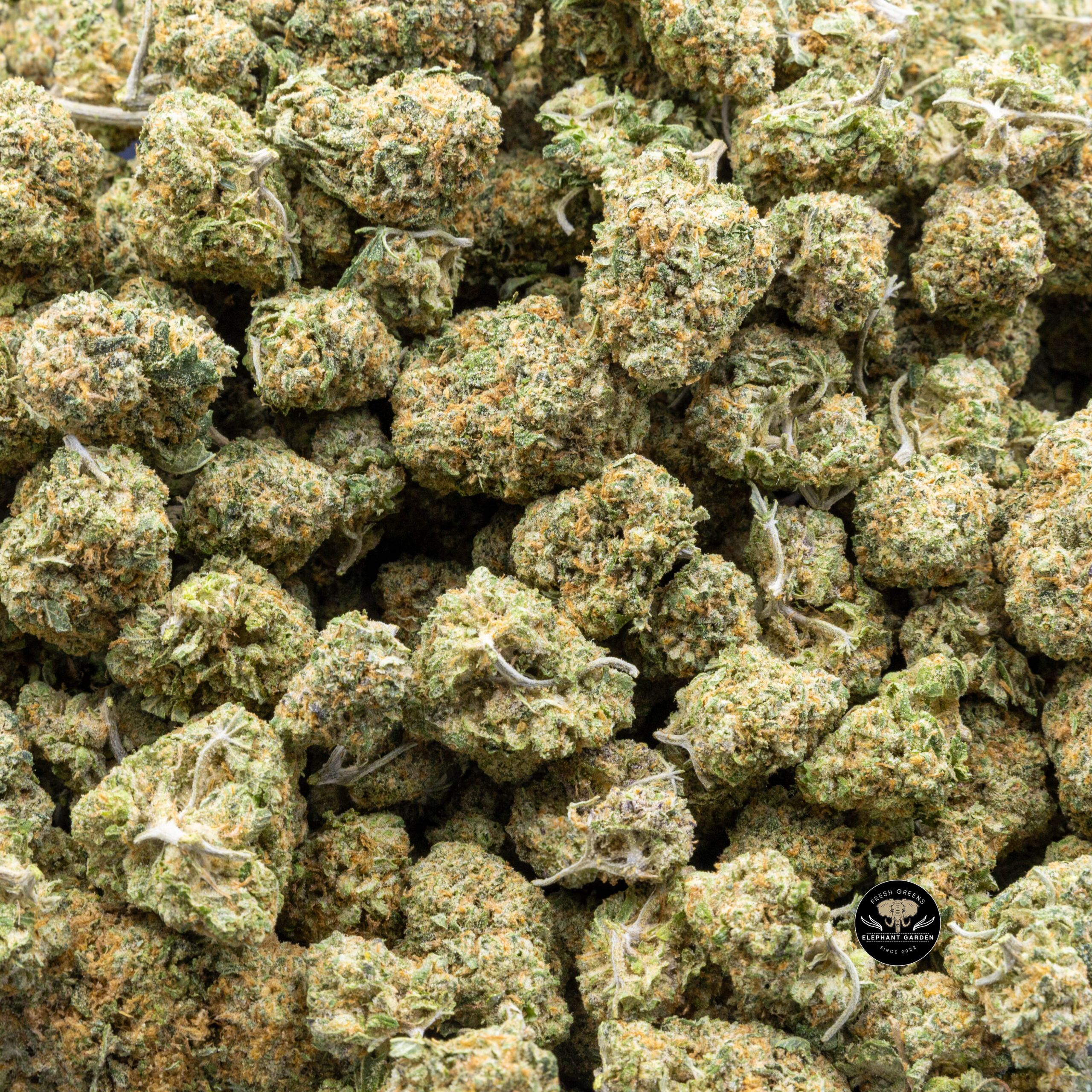 Buy Gary Payton (Bulk) at Elephant Garden Co Weed Dispensary Bulk 2 6/22/2023