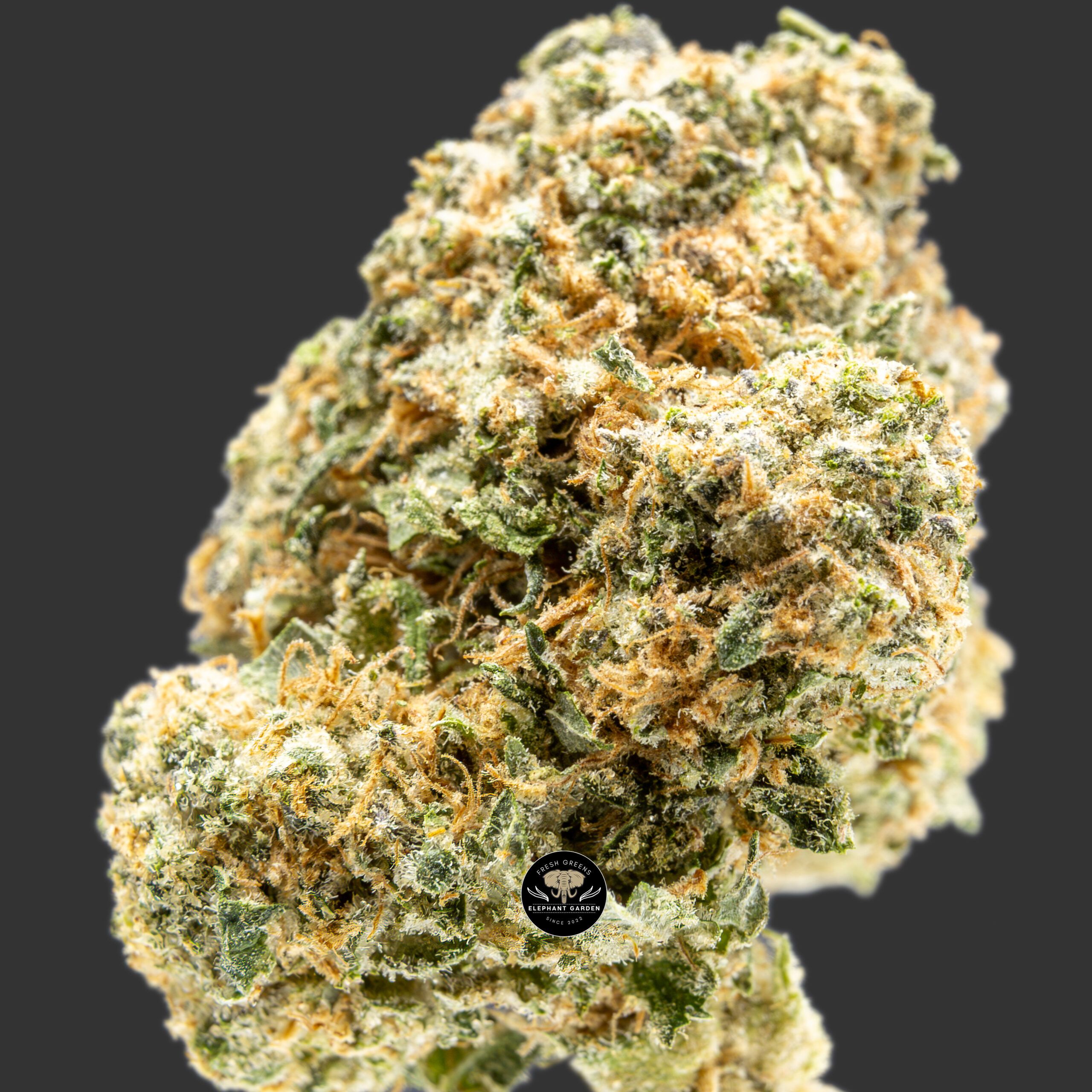 Buy Gary Payton at Elephant Garden Co Weed Dispensary Close 6.23.2023