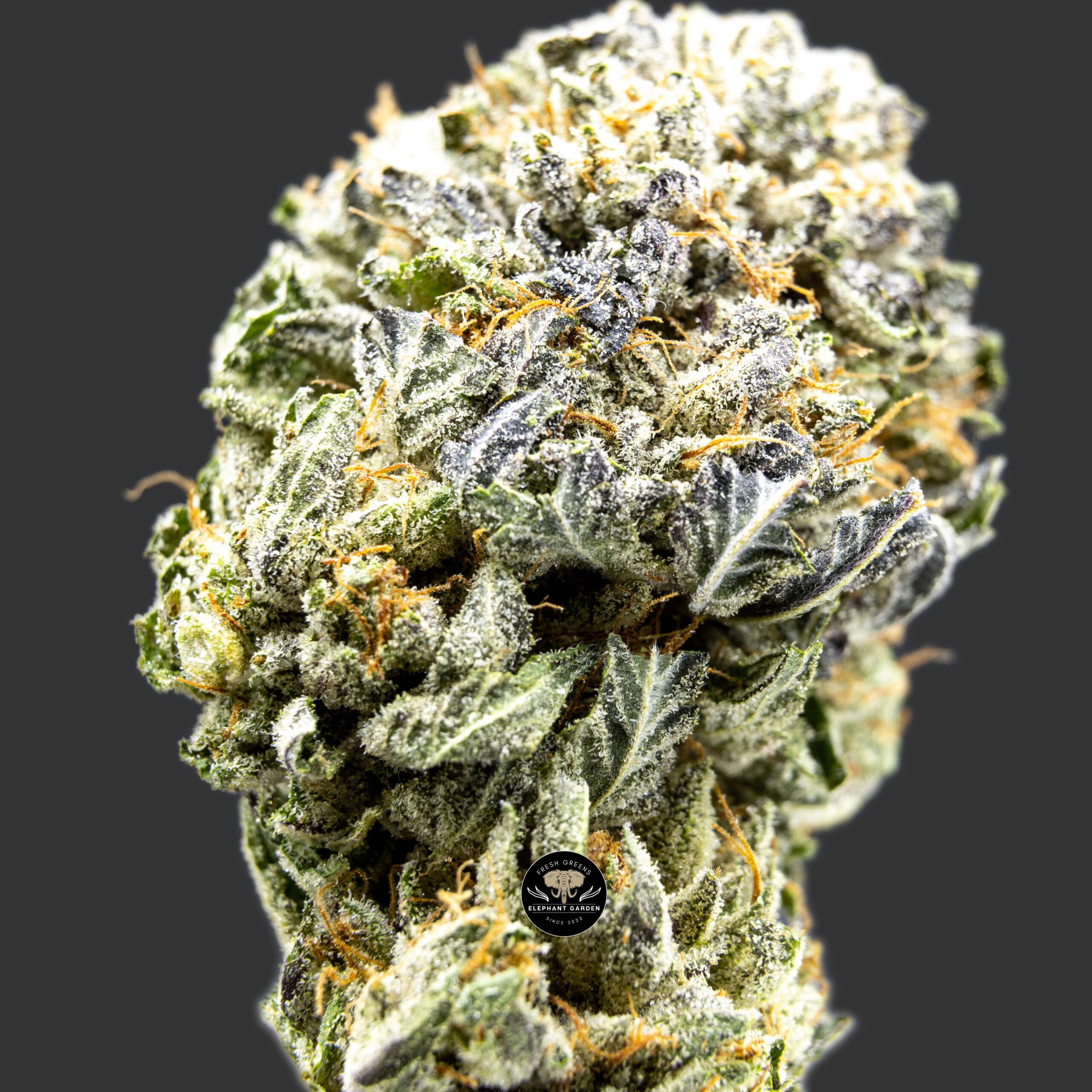Buy Organic Pink Kush at Elephant Garden Co Weed Dispensary Online Canada Single
