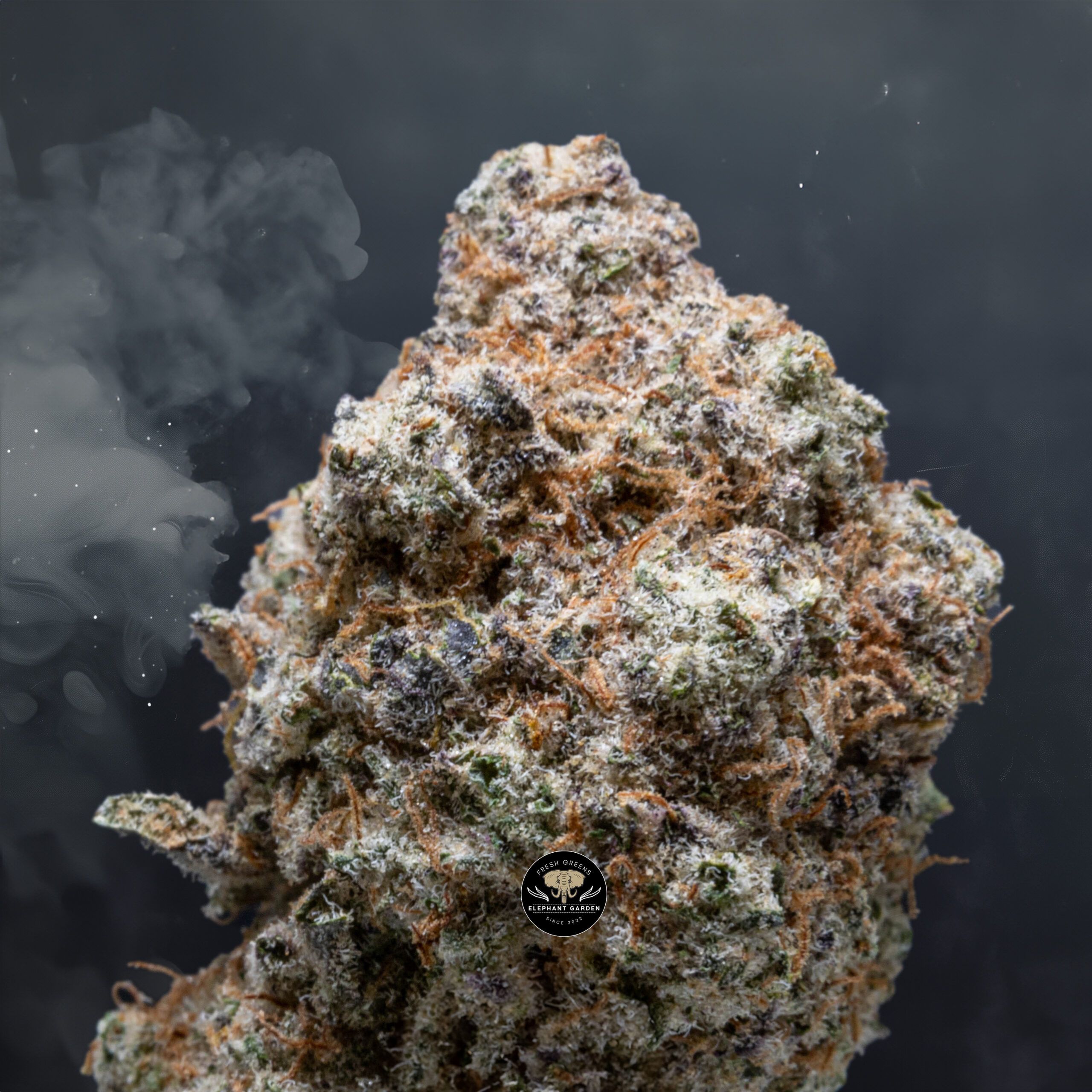 Buy Candy Mac at Elephant Garden Co Weed Dispensary Close 2 1 2024 2