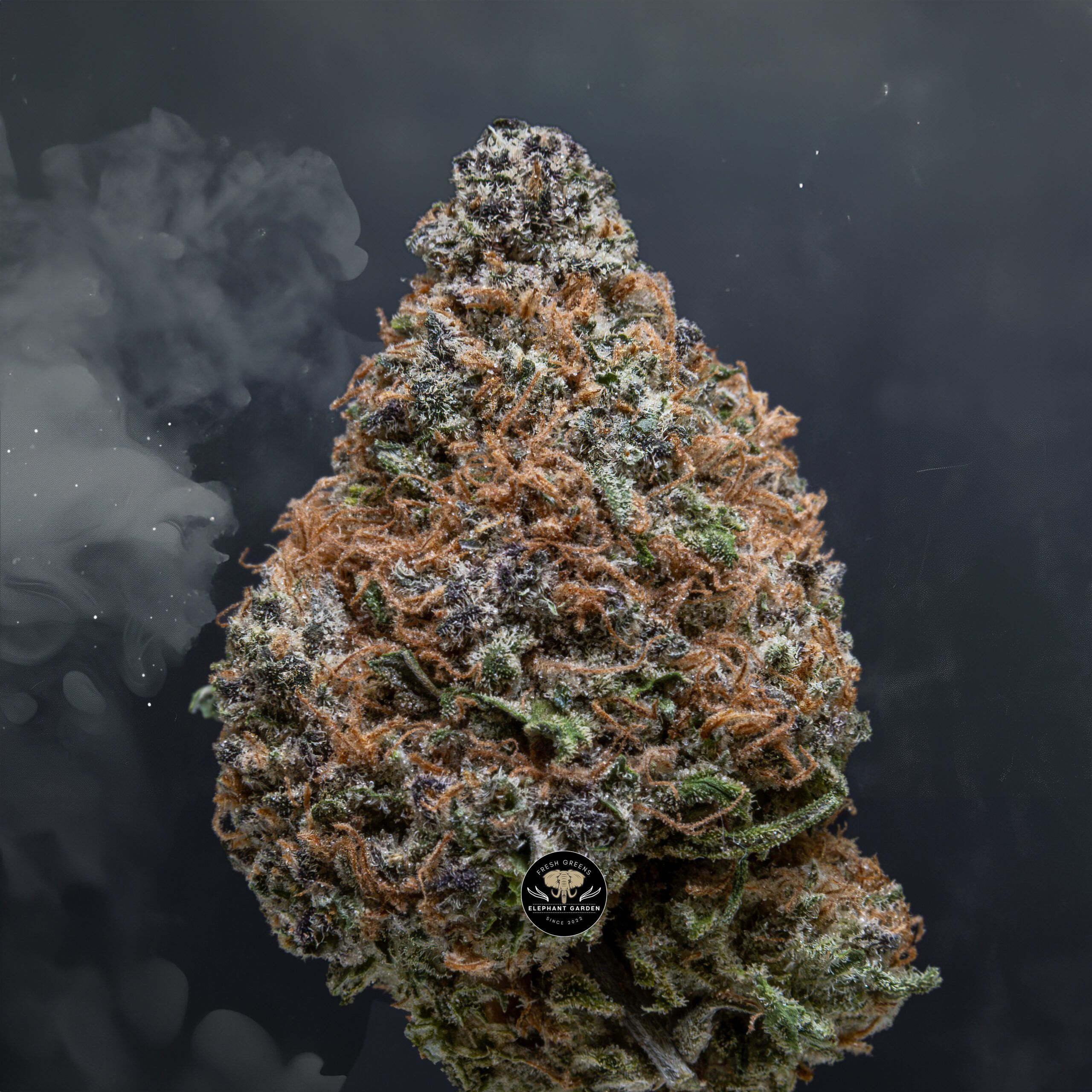 Buy Gelato at Elephant Garden Co Weed Dispensary Close 1 19 2024