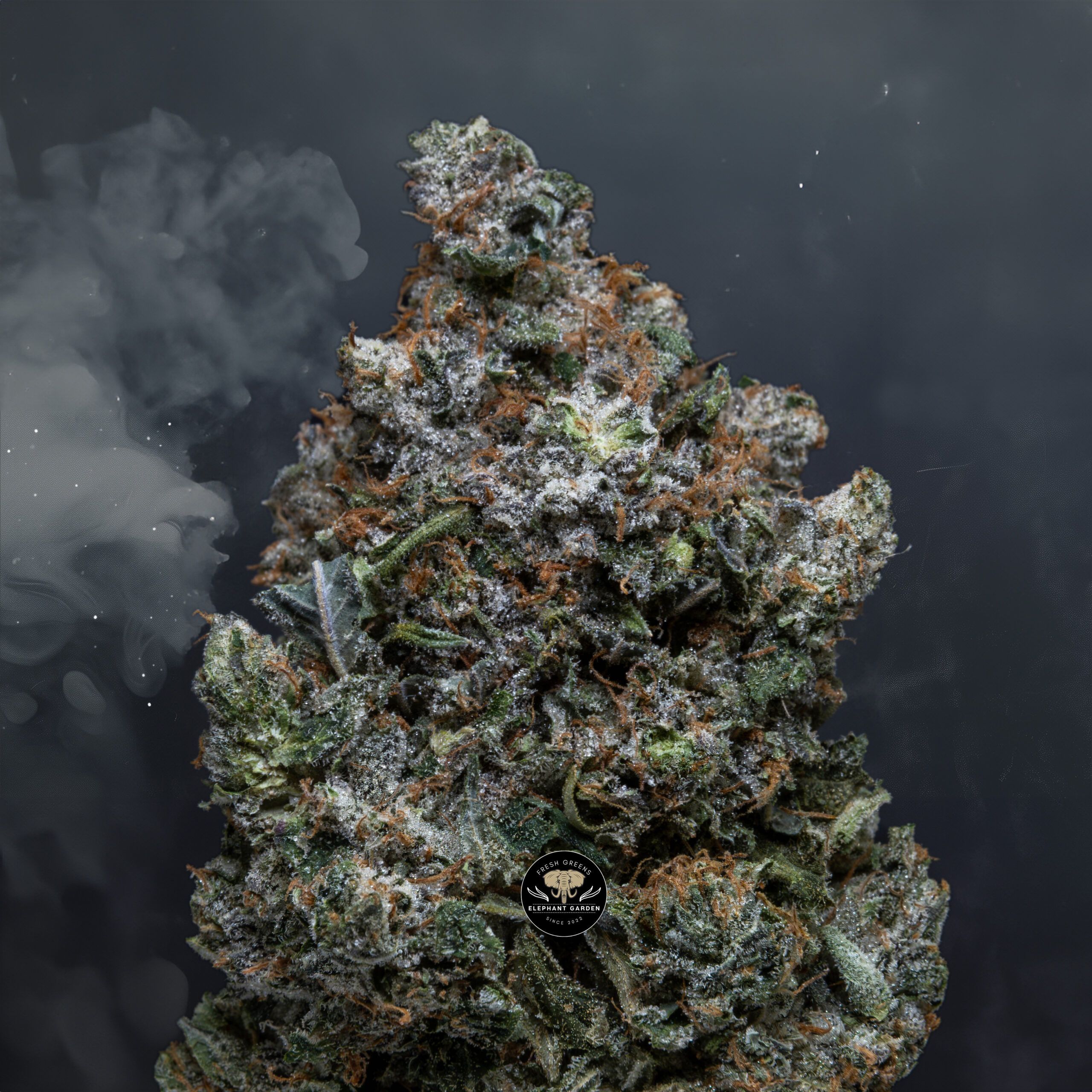 Buy Island Pink at Elephant Garden Co Weed Dispensary Close 2 1 2024 2