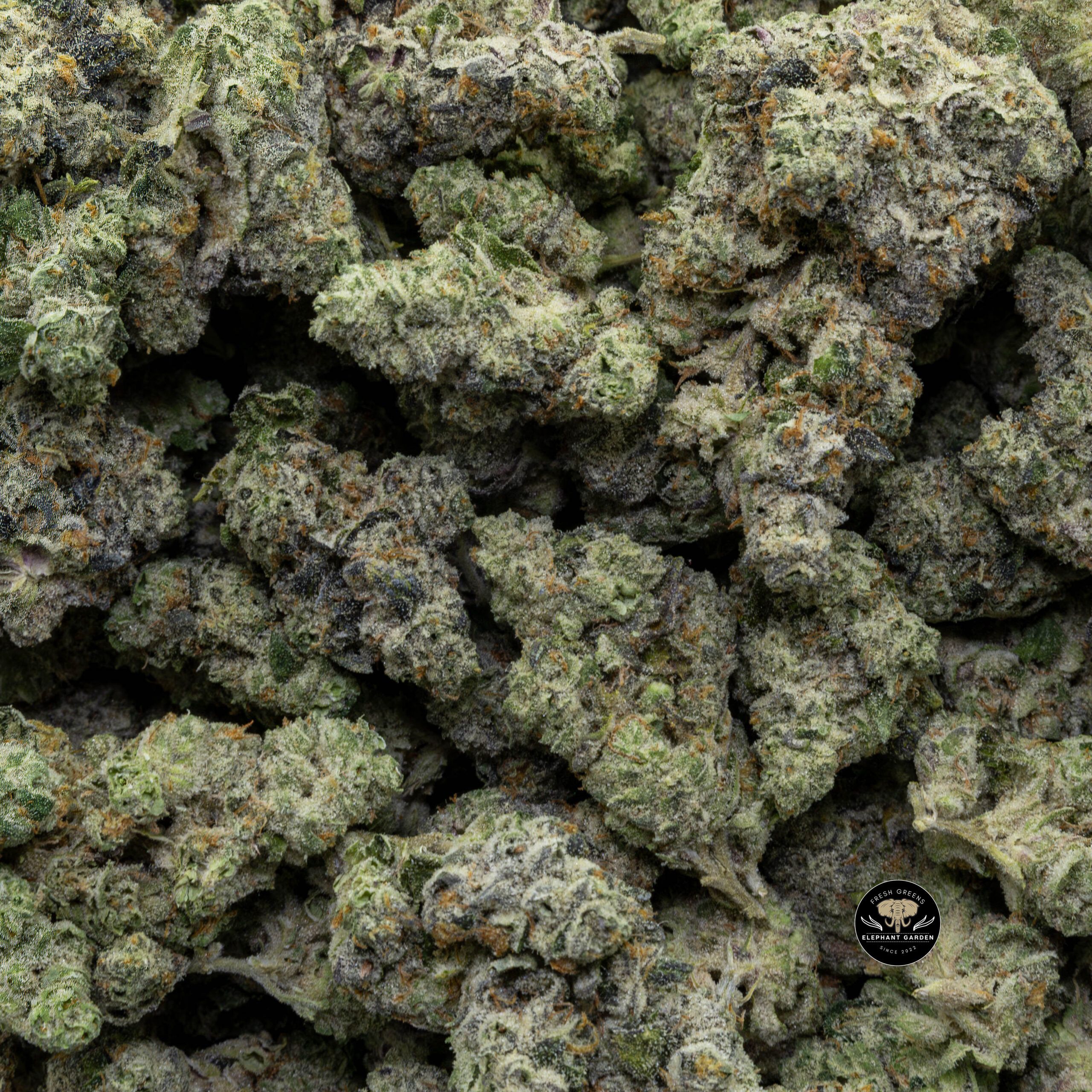 Buy Sundae Driver (Bulk) at Elephant Garden Co Weed Dispensary Bulk 12_6_2023 3
