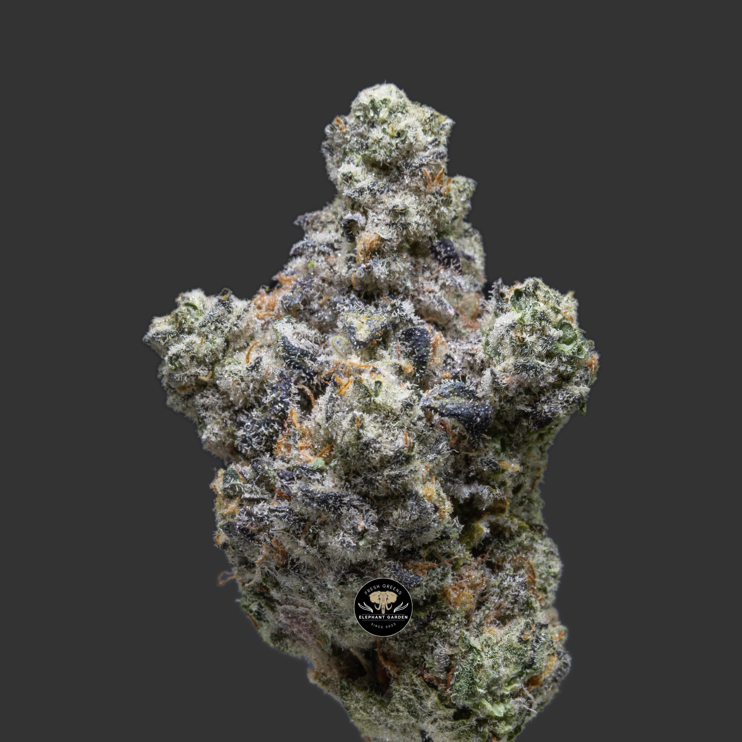 Buy Sundae Driver at Elephant Garden Co Weed Dispensary Close 12 7 2023