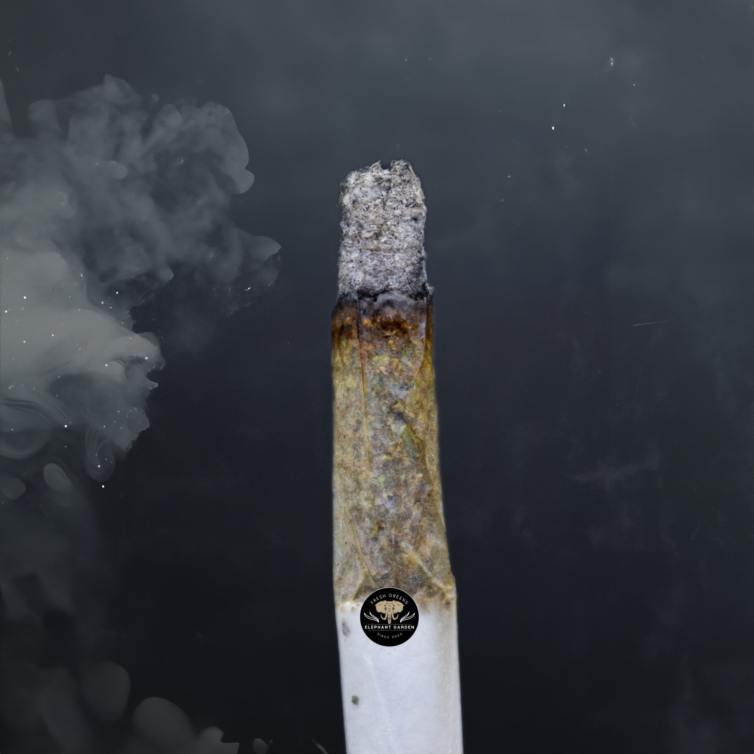 Buy Gas Face Popcorn at Elephant Garden Co Weed Dispensary Burn Test 2 1 2024