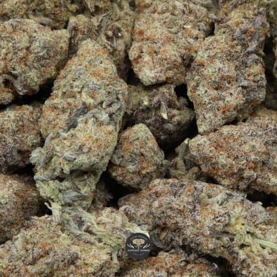 Buy bulk Grateful Grape Elephant Garden March 2026