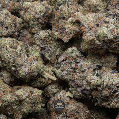 Death Star gas multiple buds elephant garden may 2026