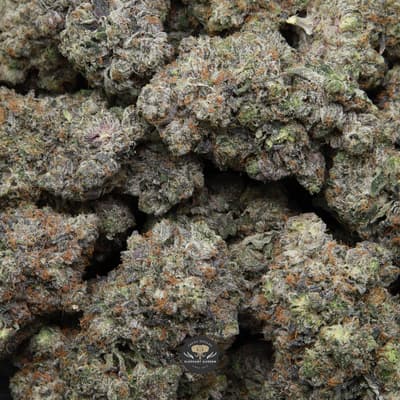 Supreme Death Bubba Gas Multiple buds elephant garden may 2026