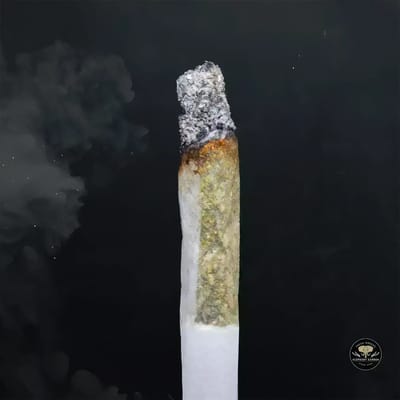 Buy Mac at Elephant Garden Co Weed Dispensary Burn 1 23 25