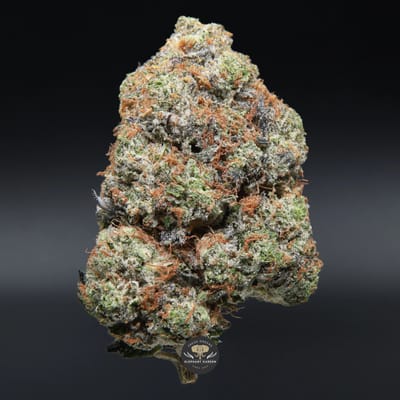 Pink Comatose indica flower — close-up product photo