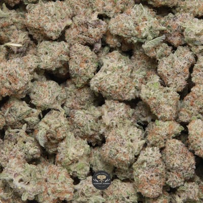Blueberry Muffin Popcorn hybrid popcorn buds — close-up product photo