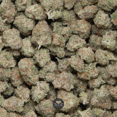 Candy Mac Popcorn hybrid popcorn buds — close-up product photo