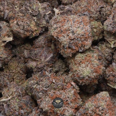 Death Tuna indica flower — gallery image 1