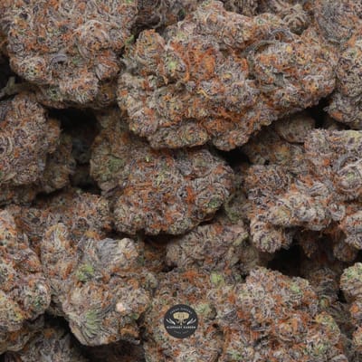 Alaskan Thunder Grape hybrid flower, close-up of the purple grape-toned buds