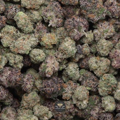 Cosmic Candy Popcorn hybrid popcorn flower, close-up product photo