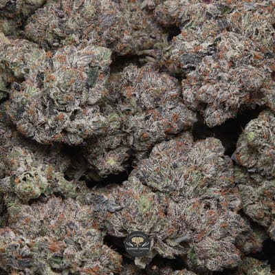 Dank Schrader indica flower, close-up of the frosty buds