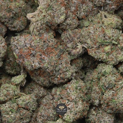 Greasy Pink indica flower, macro shot of buds
