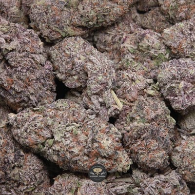 Purple Milk hybrid flower, gallery image 1