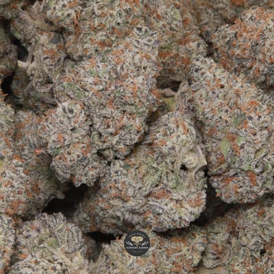 Berry White hybrid flower, buds showing blue colouring and orange hairs