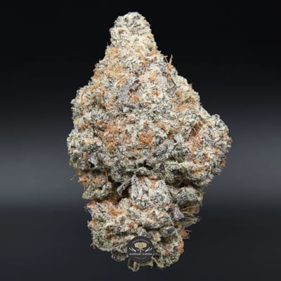 Berry White hybrid flower, close-up product photo