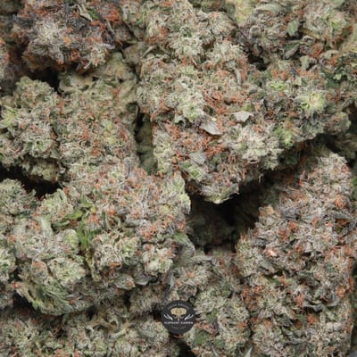 Bluefin Tuna AAA+ indica flower - gallery shot of trimmed buds