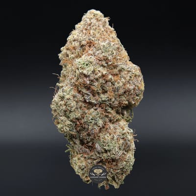 Durban Poison sativa flower, close-up of frosted spear-shaped buds