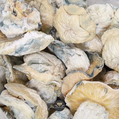 Iceberg magic mushrooms, dried albino cubensis caps showing the split iceberg cap pattern
