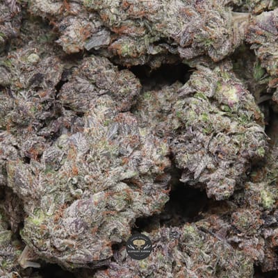 MKU AAAA indica flower, multiple buds from the August 2026 batch
