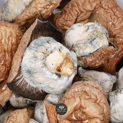 Squat Mak magic mushrooms bulk quarter pound of dried Psilocybe cubensis