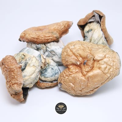 Squat Mak - Mushroom