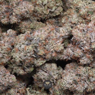Death Walker indica flower, buds in a pile showing dense frosted structure