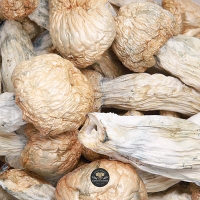 GC Thrasher magic mushrooms - gallery image 1