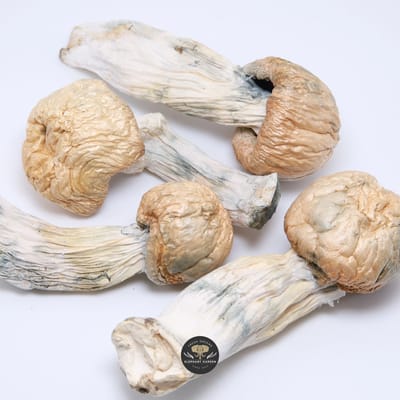 GC Thrasher magic mushrooms - dried golden-brown caps and thick stems, product photo