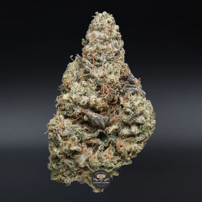 Bluefin Tuna indica flower: close-up of the buds
