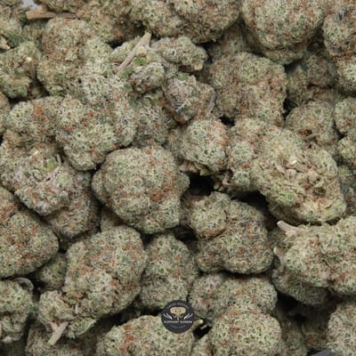 Donkey Butter hybrid flower, close-up of the buds