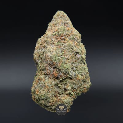 Honey Bananas hybrid flower, close-up product photo